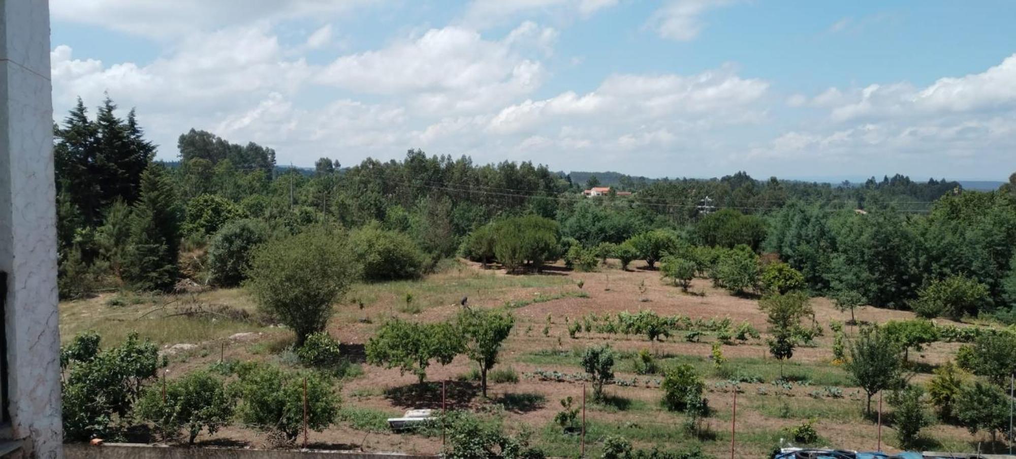 Majo Alojamento Local Bed & Breakfast Tábua Rom bilde